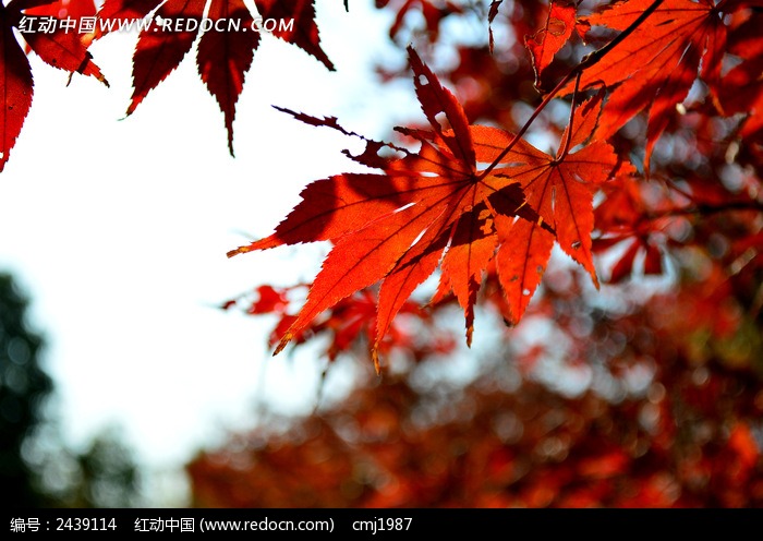泛亚电竞平台|夏至未至郑爽学生妆画法 小爽学生妆画法大揭底快来学吧