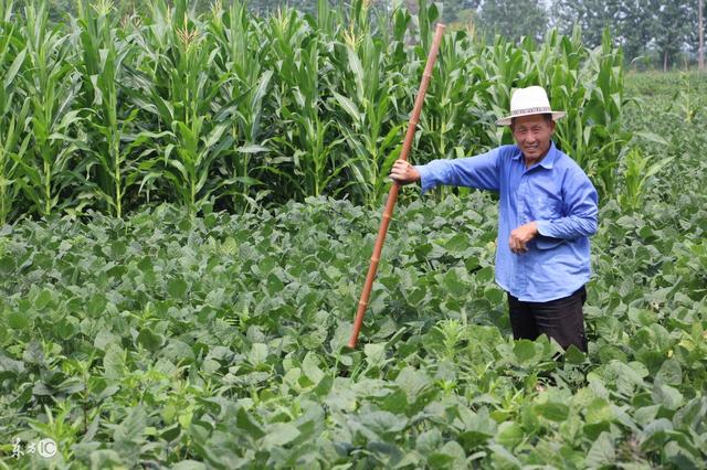 妊娠纹怎样消除_泛亚电竞官网