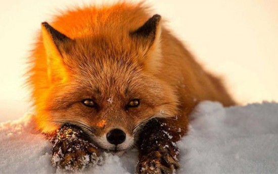 中国贸易规则冲击韩国泡菜文化【泛亚电竞平台】(图3) 泛亚电竞