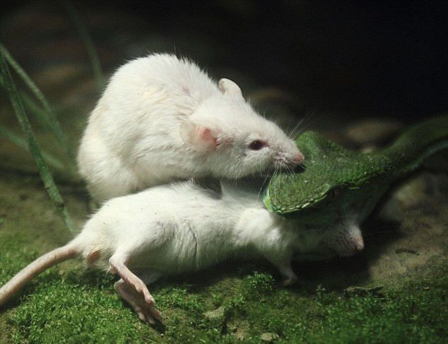 中国新锐设计师摘2016建筑界“奥斯卡”奖——Architizer A+ Awards‘泛亚电竞官网’