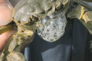 农业市场:吉林九台：锦带花需求量大价格暴涨_泛亚电竞平台